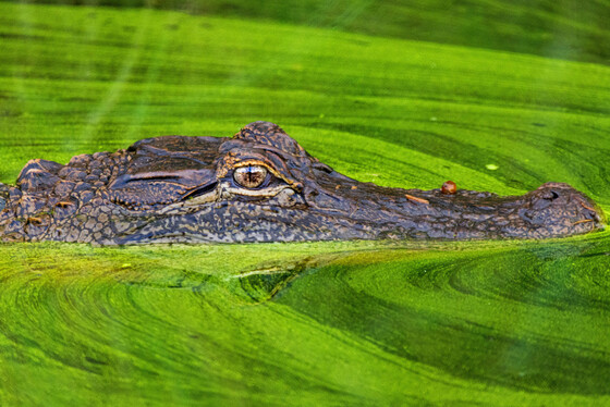 Alligator River National Wildlife Refuge