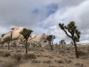 Joshua Tree National Park