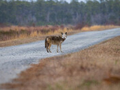 Alligator River National Wildlife Refuge