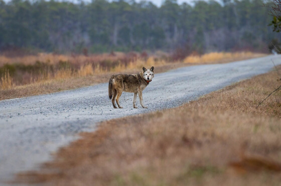 Alligator River National Wildlife Refuge