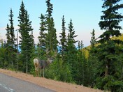 Pike National Forest