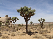 Joshua Tree National Park