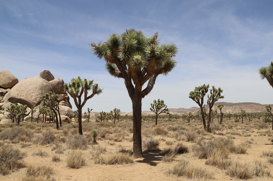 Joshua Tree National Park