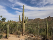 Saguaro National Park