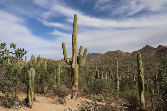 Saguaro National Park