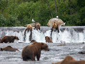 Katmai National Park & Preserve