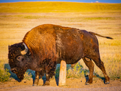 Badlands National Park