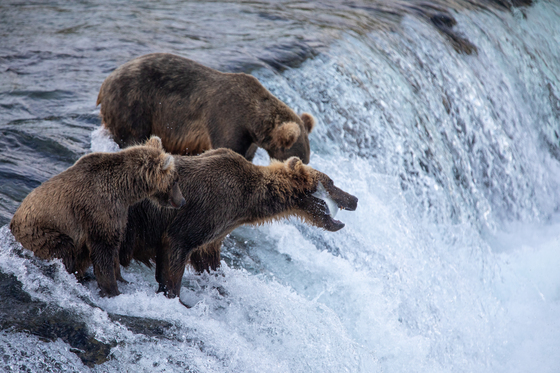 Katmai National Park & Preserve