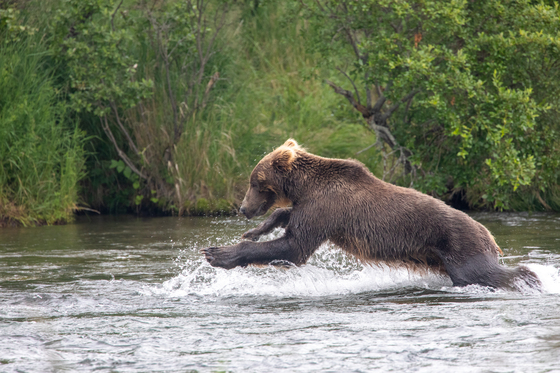 Katmai National Park & Preserve