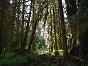 Olympic National Park