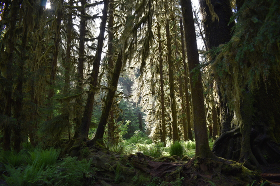 Olympic National Park