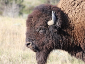 Theodore Roosevelt National Park