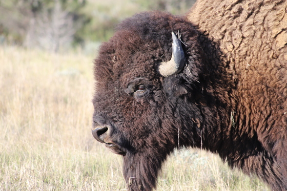 Theodore Roosevelt National Park