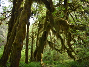 Olympic National Park