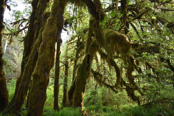 Olympic National Park