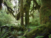 Olympic National Park