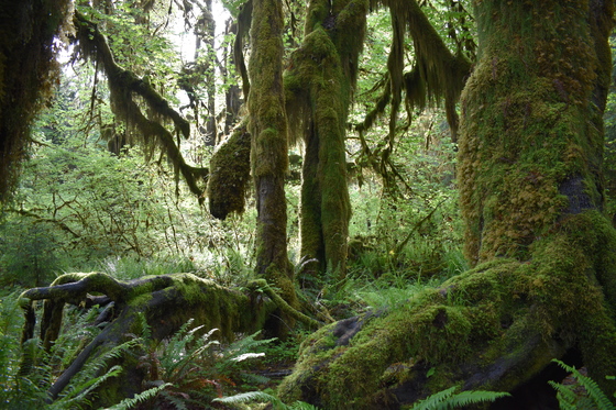 Olympic National Park