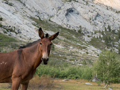 Kings Canyon National Park