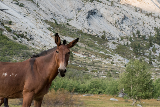 Kings Canyon National Park