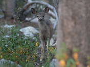 Kings Canyon National Park