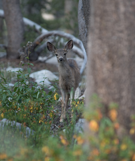 Kings Canyon National Park