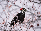 Female Pileated Woodpecker