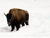 Grand Teton National Park