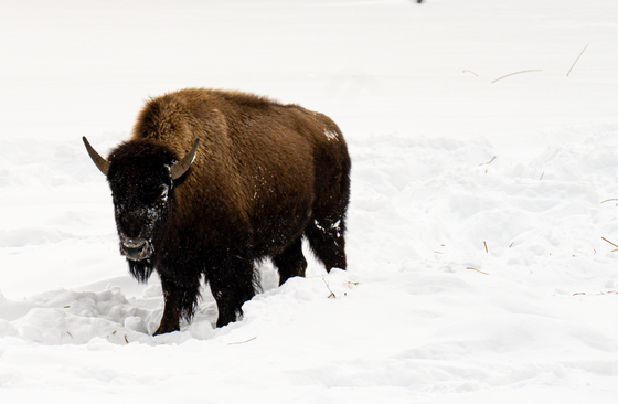 Grand Teton National Park