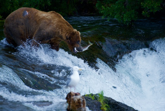 Katmai National Park and Preserve, Alaska