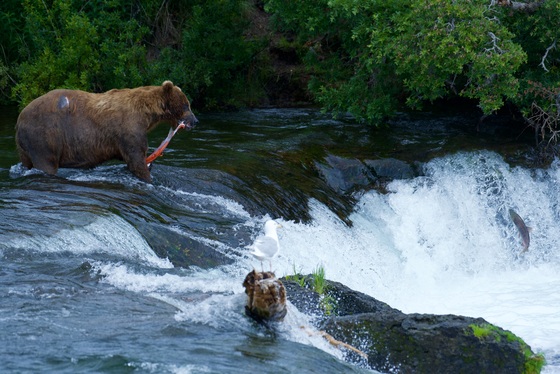Katmai National Park and Preserve, Alaska