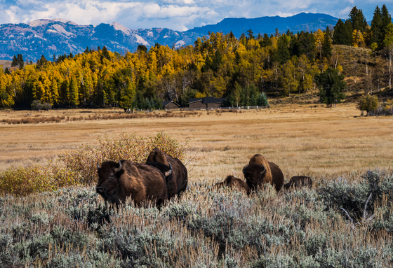 Grand Teton National Park