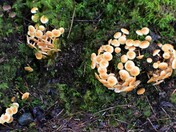 Tongass National Forest
