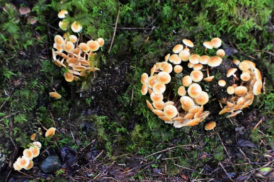 Tongass National Forest