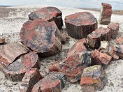 Petrified National Park