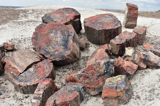 Petrified National Park