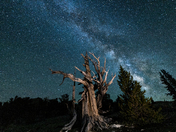 Ancient Bristlecone Pine Forest 