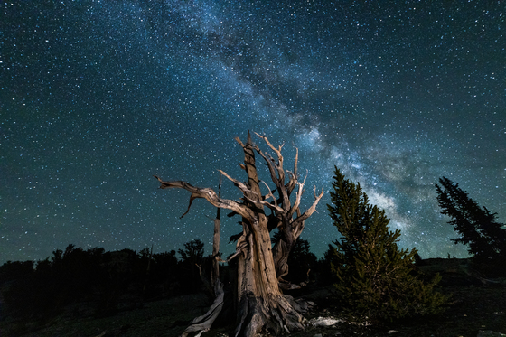 Ancient Bristlecone Pine Forest 