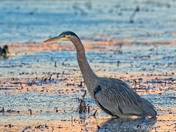 Finley National Wildlife Rufuge