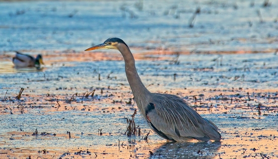 Finley National Wildlife Rufuge