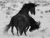 Onaqui Wild Horse Management Area