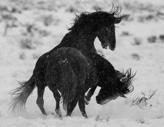 Onaqui Wild Horse Management Area