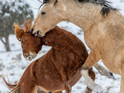 Onaqui Wild Horse Management Area