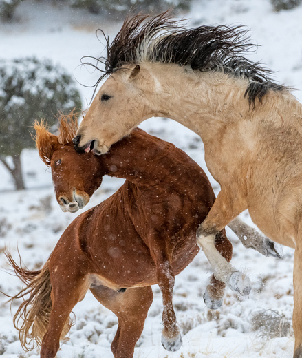 Onaqui Wild Horse Management Area