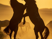 Onaqui Wild Horse Management Area