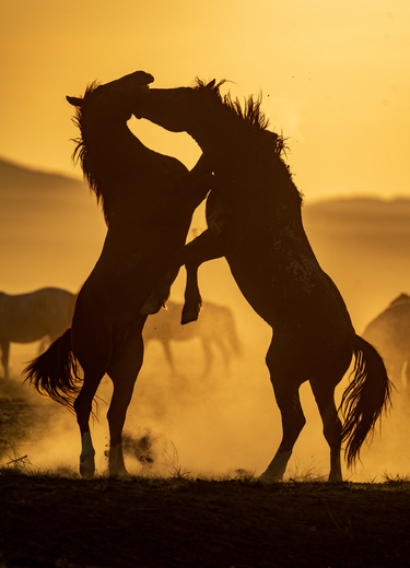 Onaqui Wild Horse Management Area