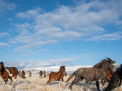 Onaqui Wild Horse Management Area
