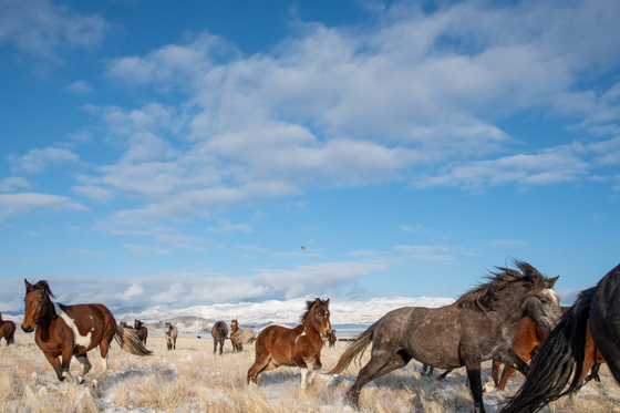 Onaqui Wild Horse Management Area