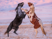 Onaqui Wild Horse Management Area