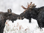Grand Teton National Park