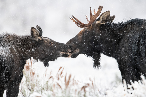 Grand Teton National Park